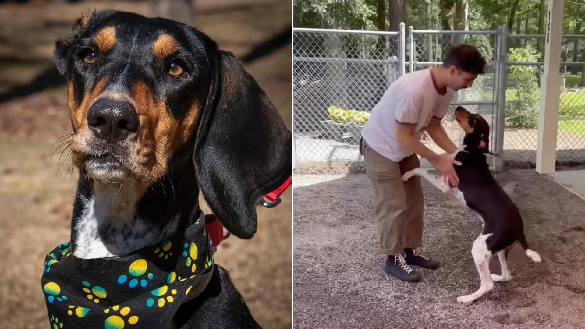 Howling Doggo queda atónito y silencioso en la reunión con su dueño