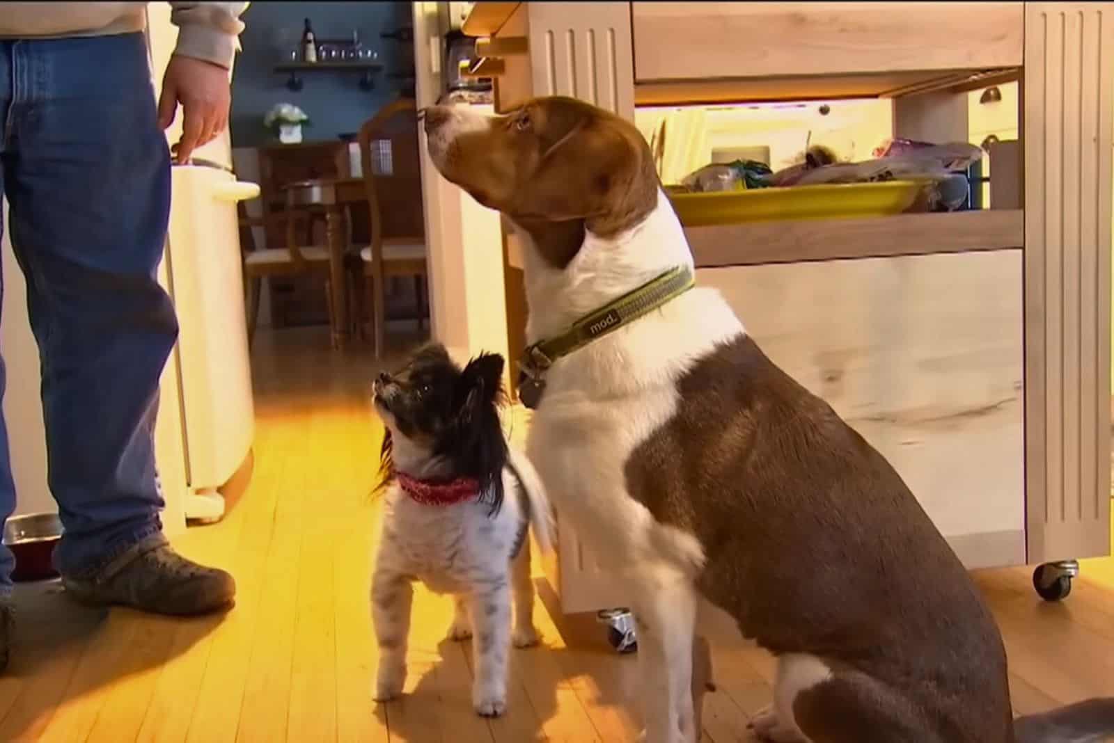 The Mischievous Dogs
