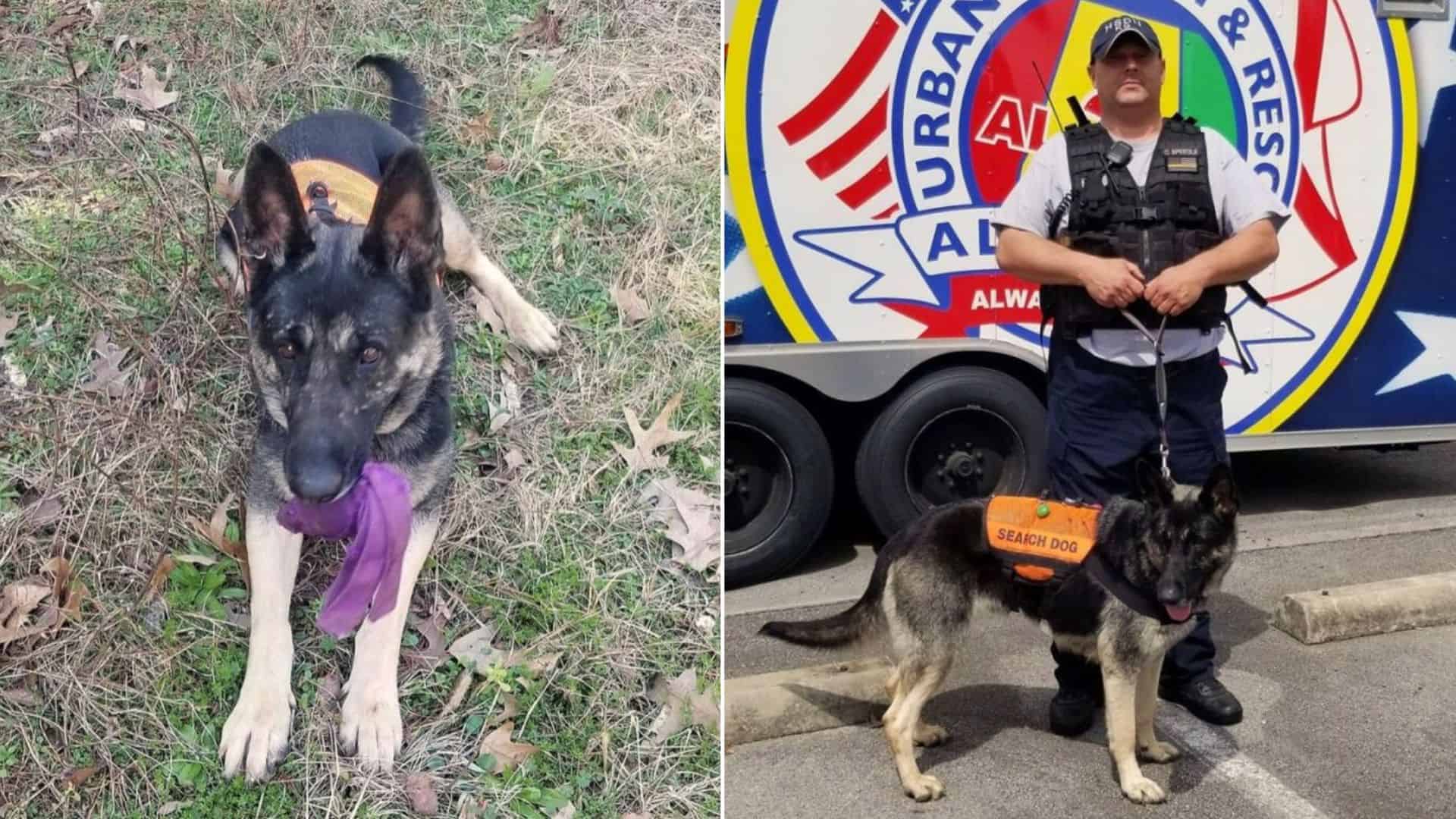 photo of the rescue dog
