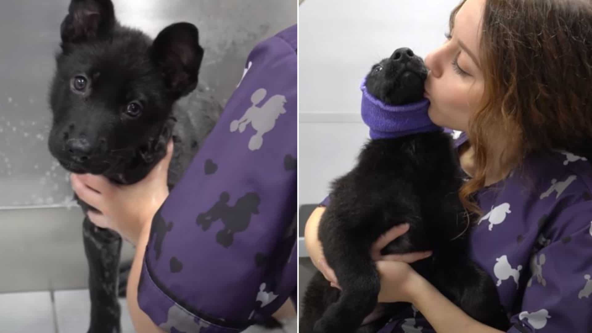 german shepherd puppies having bath