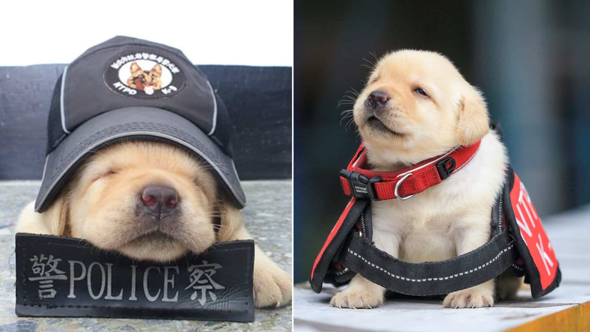 cute k9 puppy