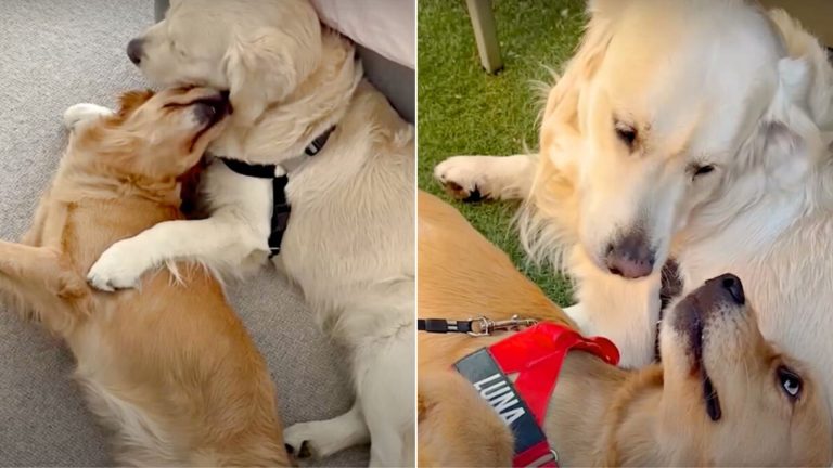 Two dogs sniffing each other