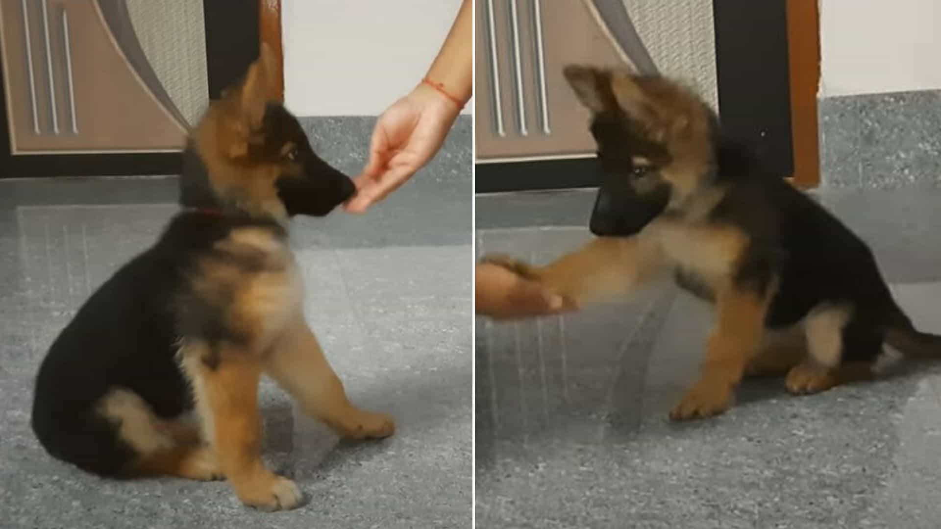 german shepherd puppy training obedience