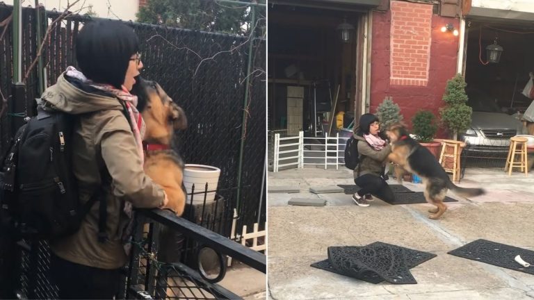 german shepherd hugging his owner