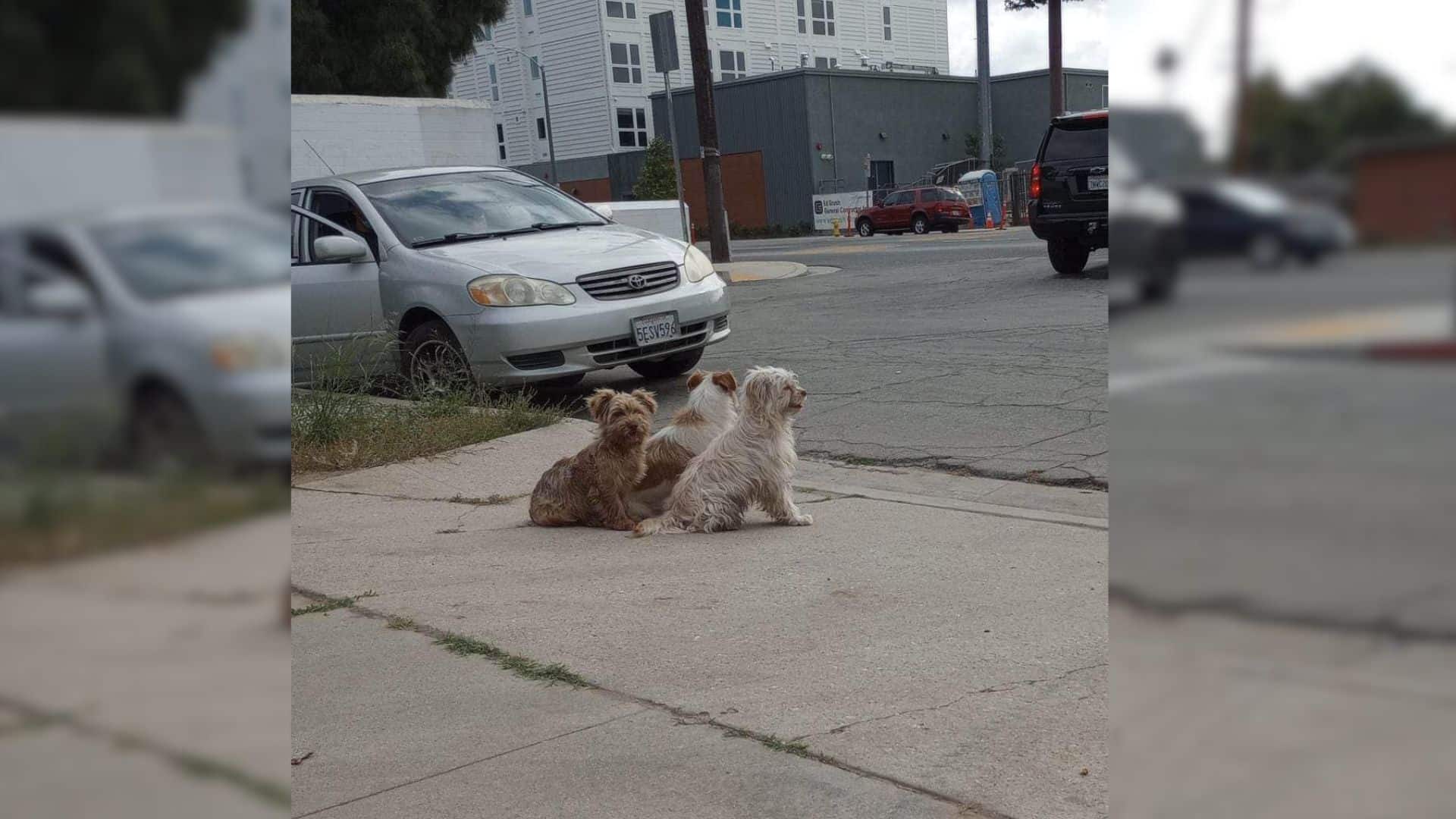 three pups sitting next to each other