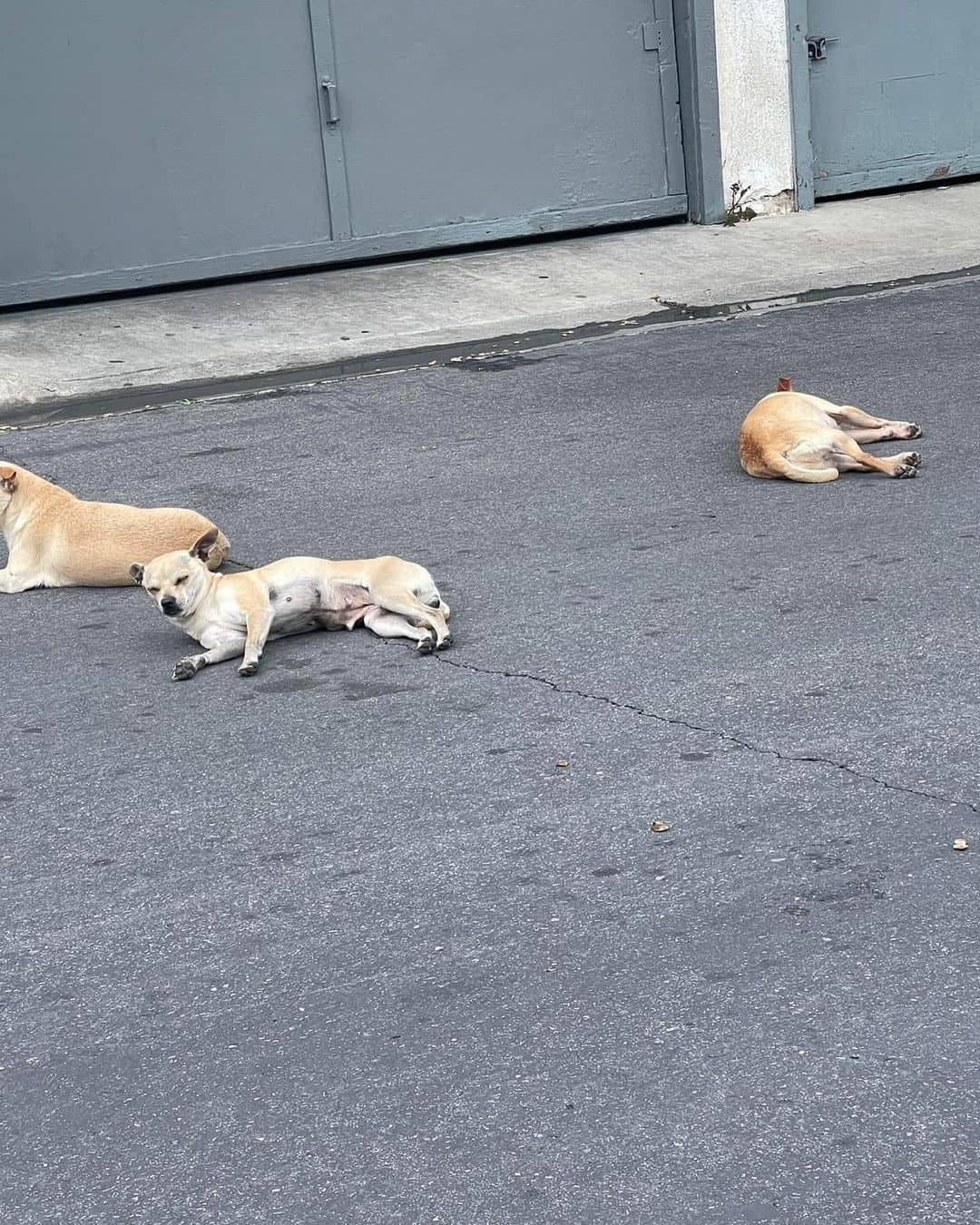 Three dogs chilling in the street