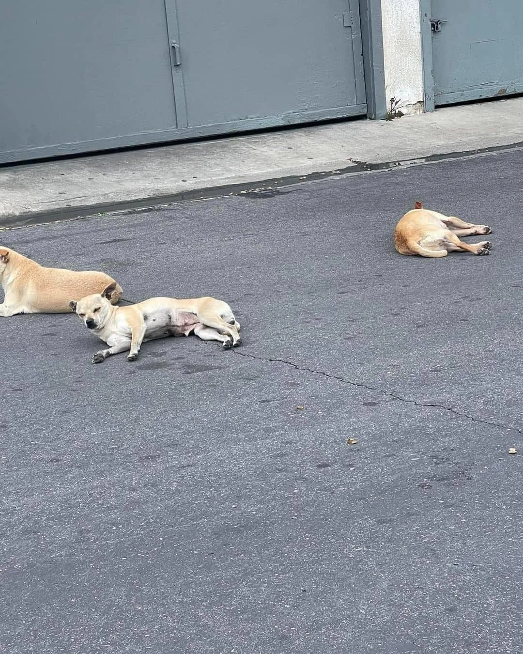 Three dogs chilling in the street