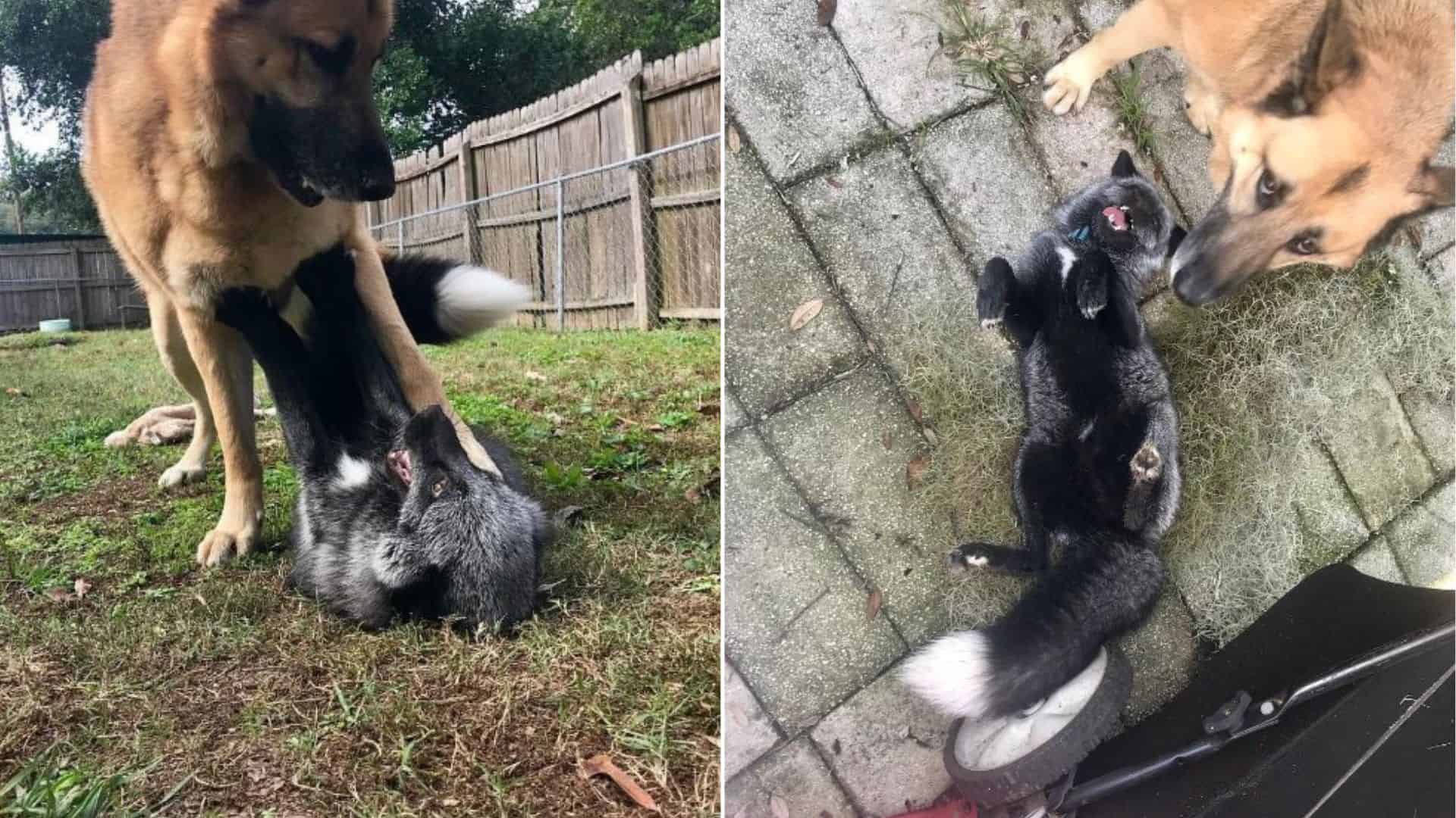 Two dogs playing