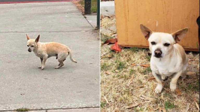 tiny dog sitting in the street