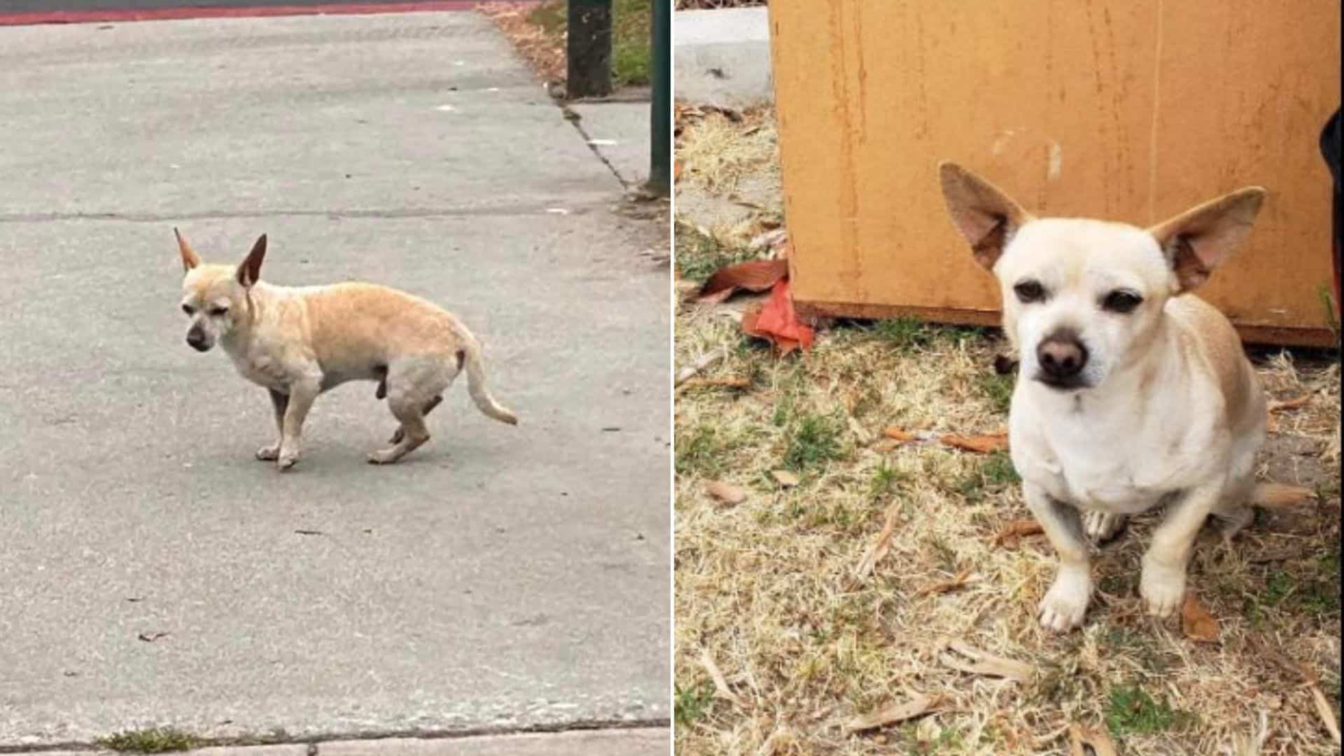 This Dog Was Abandoned By His Family But Refuses To Leave The Spot Where They Left Him