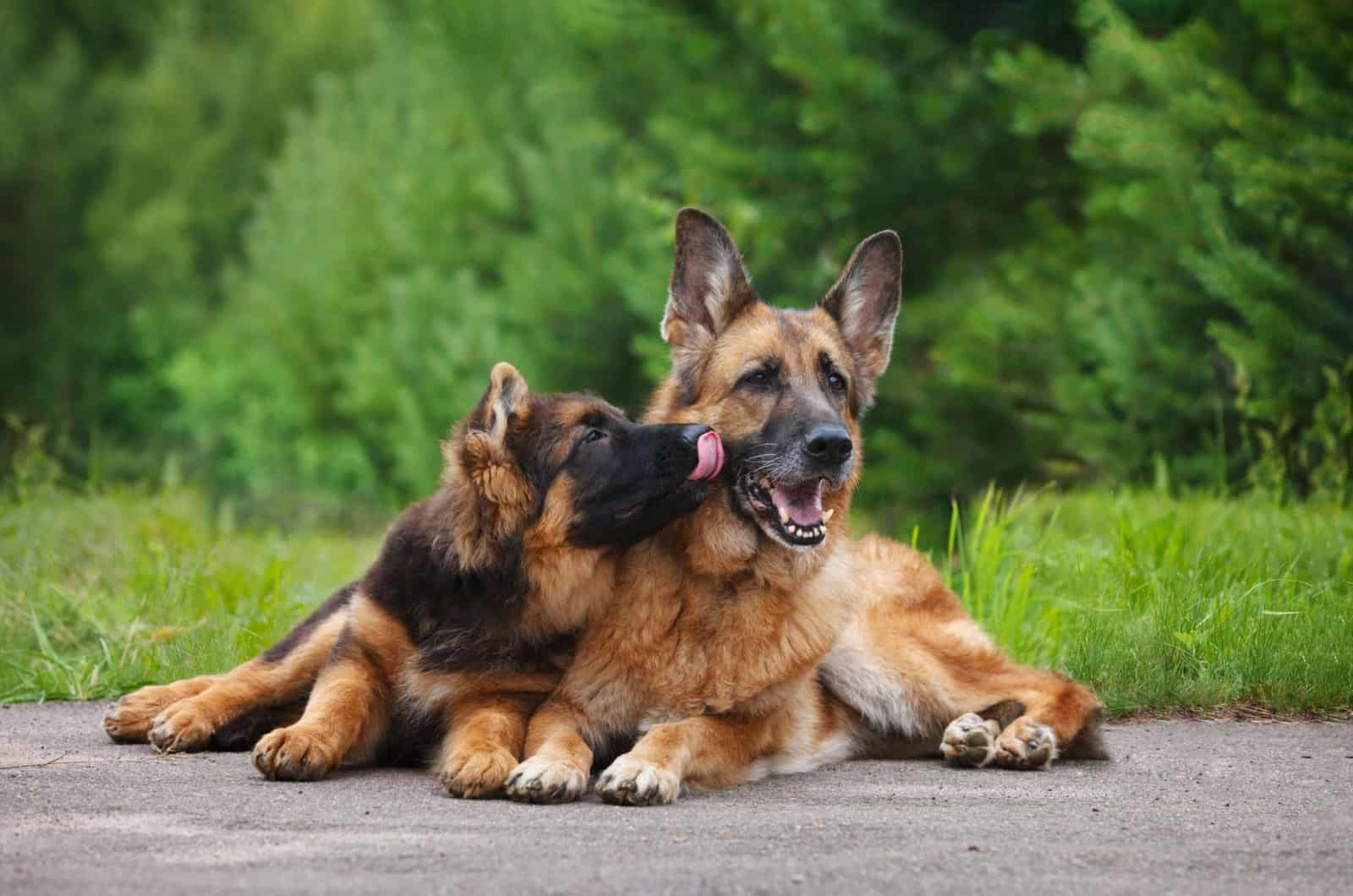 Two german shepherds laying