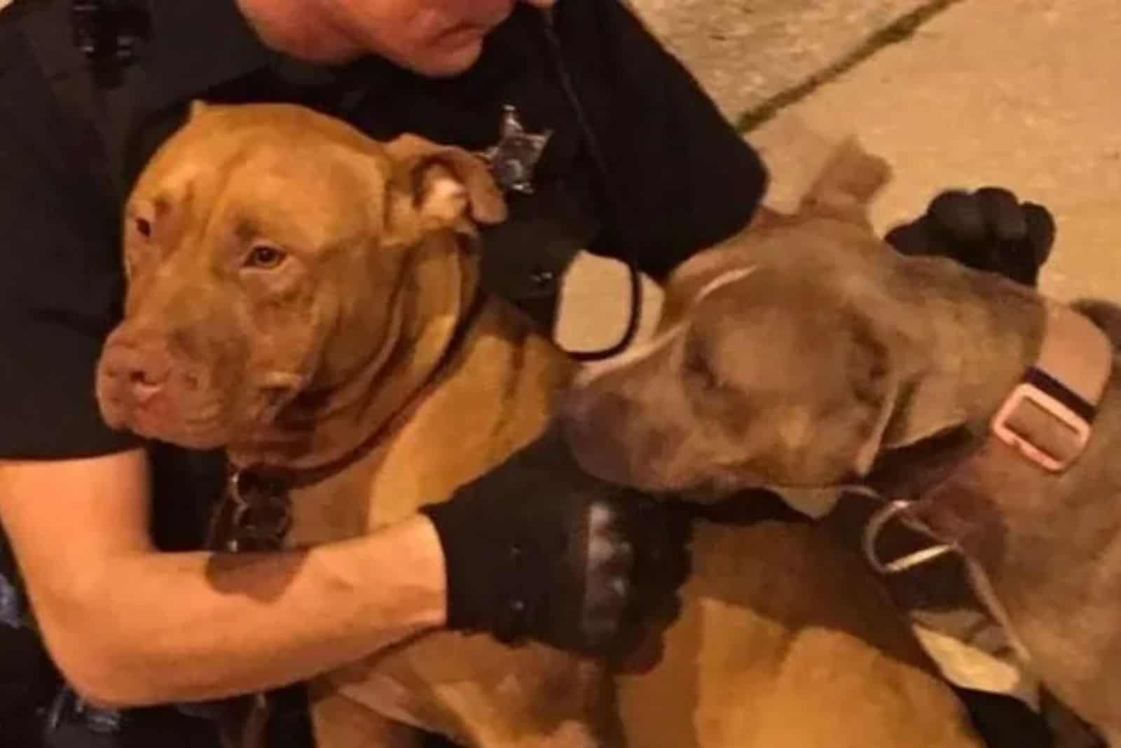 Two police pitbulls