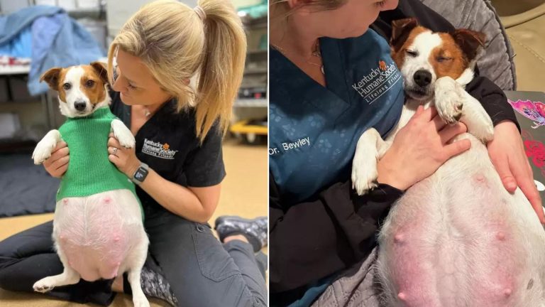 vet holding a dog ready to give birth