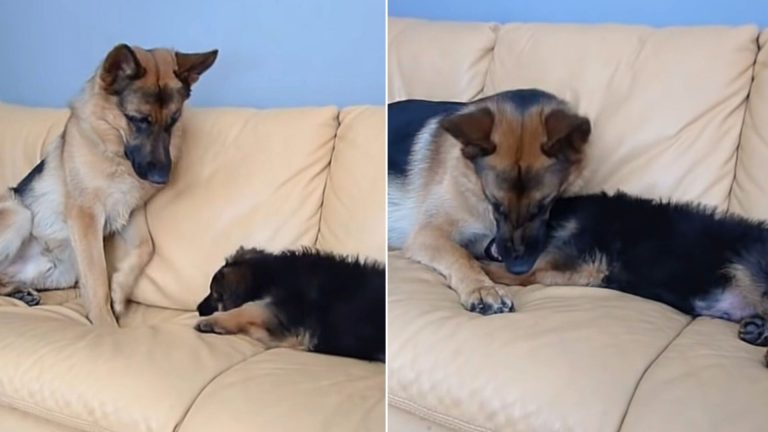 GSD puppy wants to bite his older brother