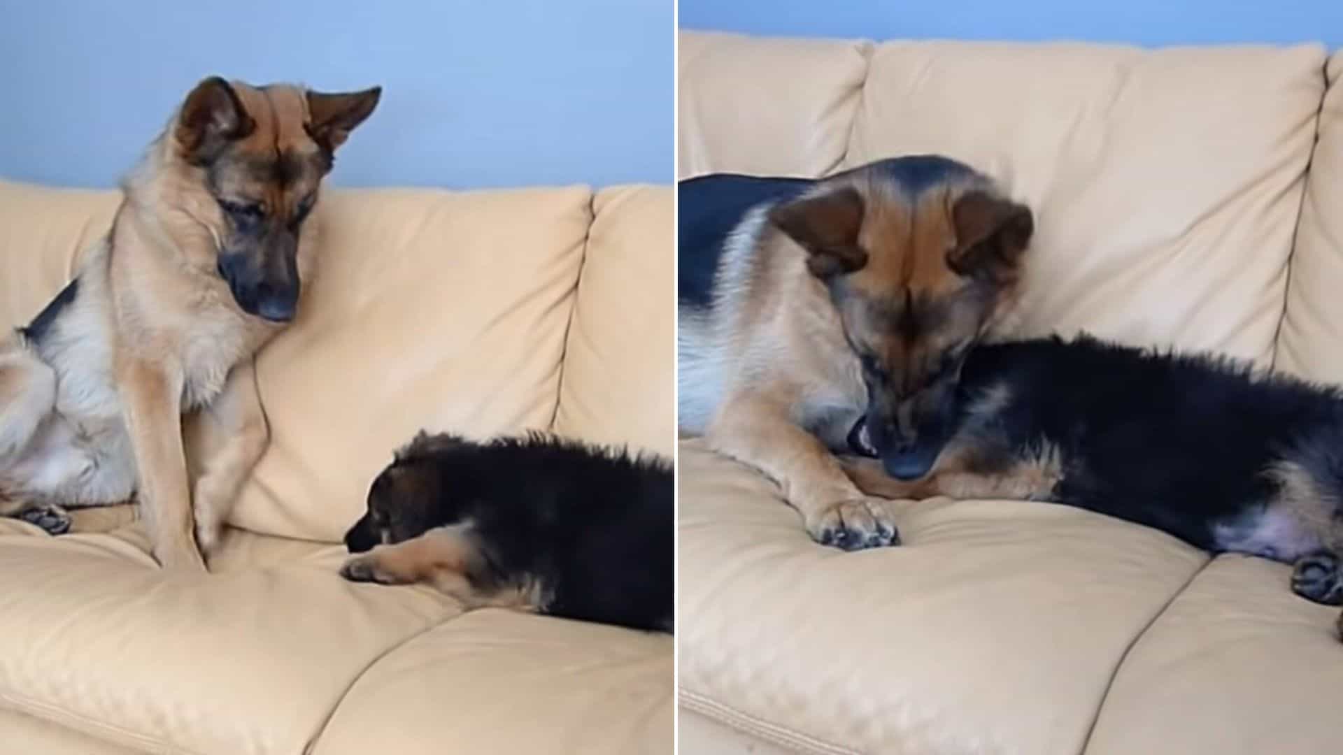 GSD puppy wants to bite his older brother