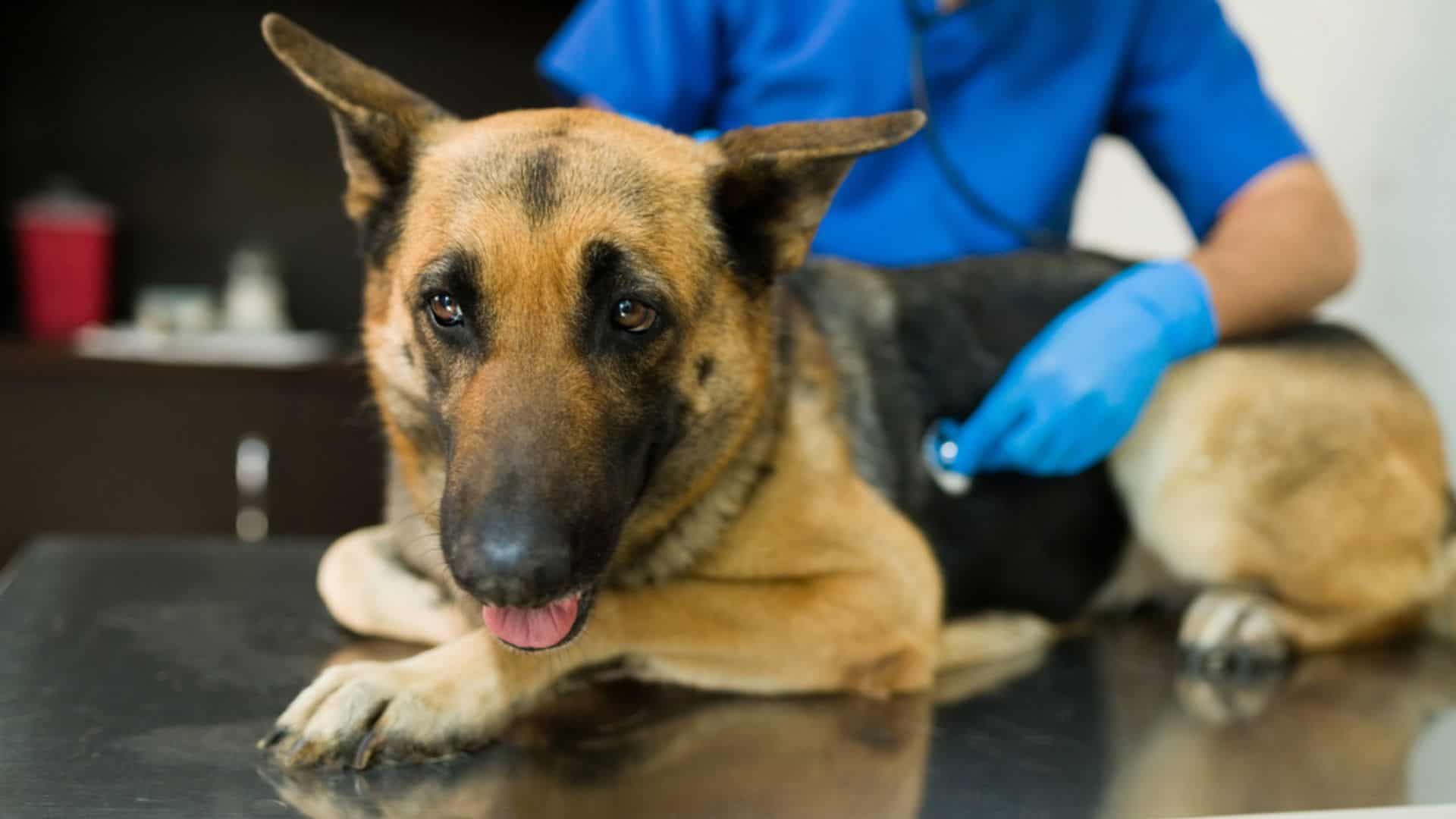 german shepherd dog at the vet on examination