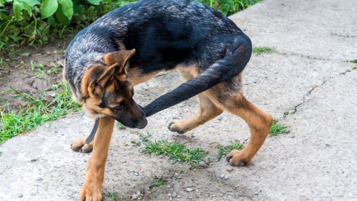 Why Does My German Shepherd Chase Its Tail?