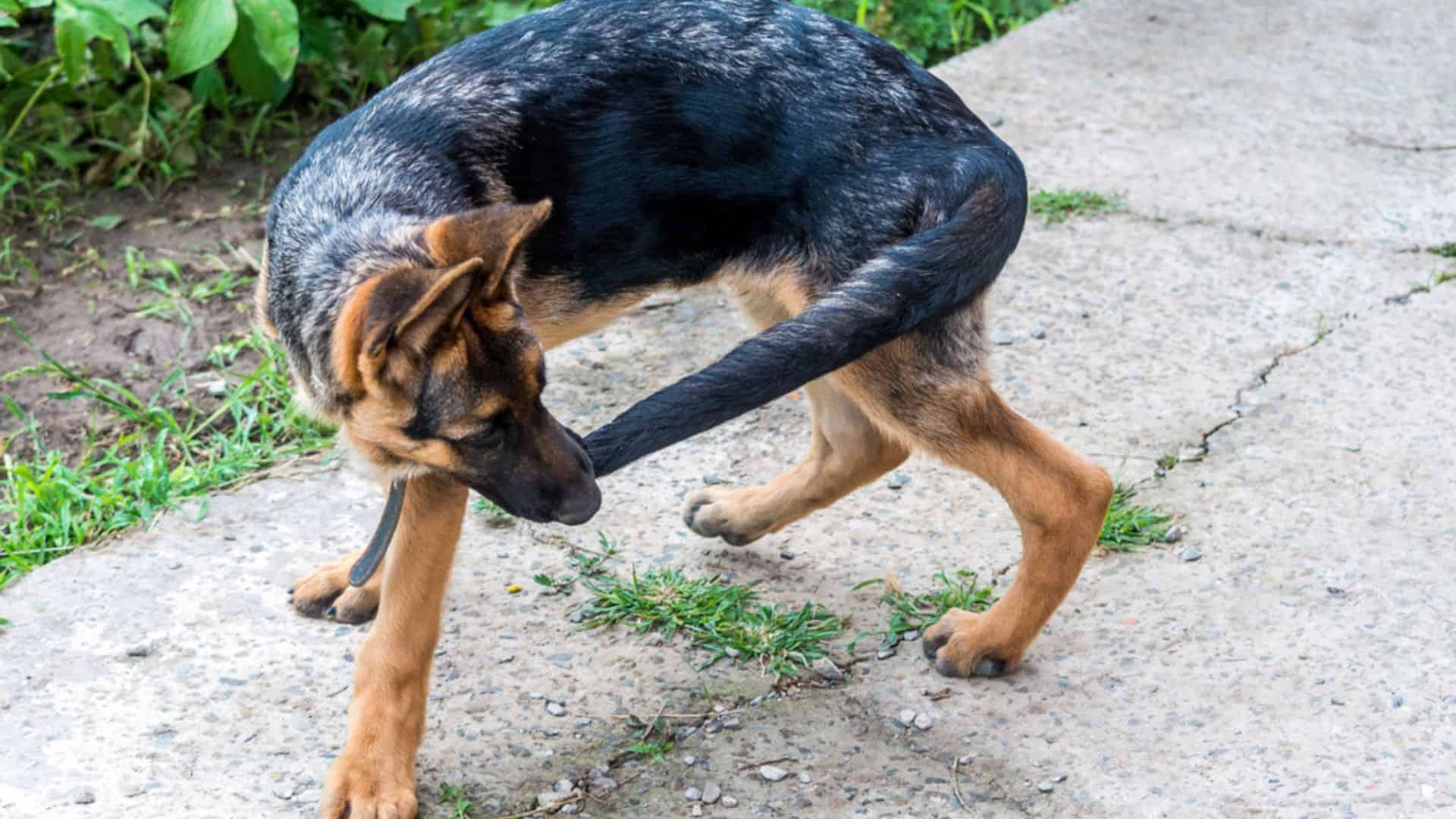 german shepherd dog chasing his tail