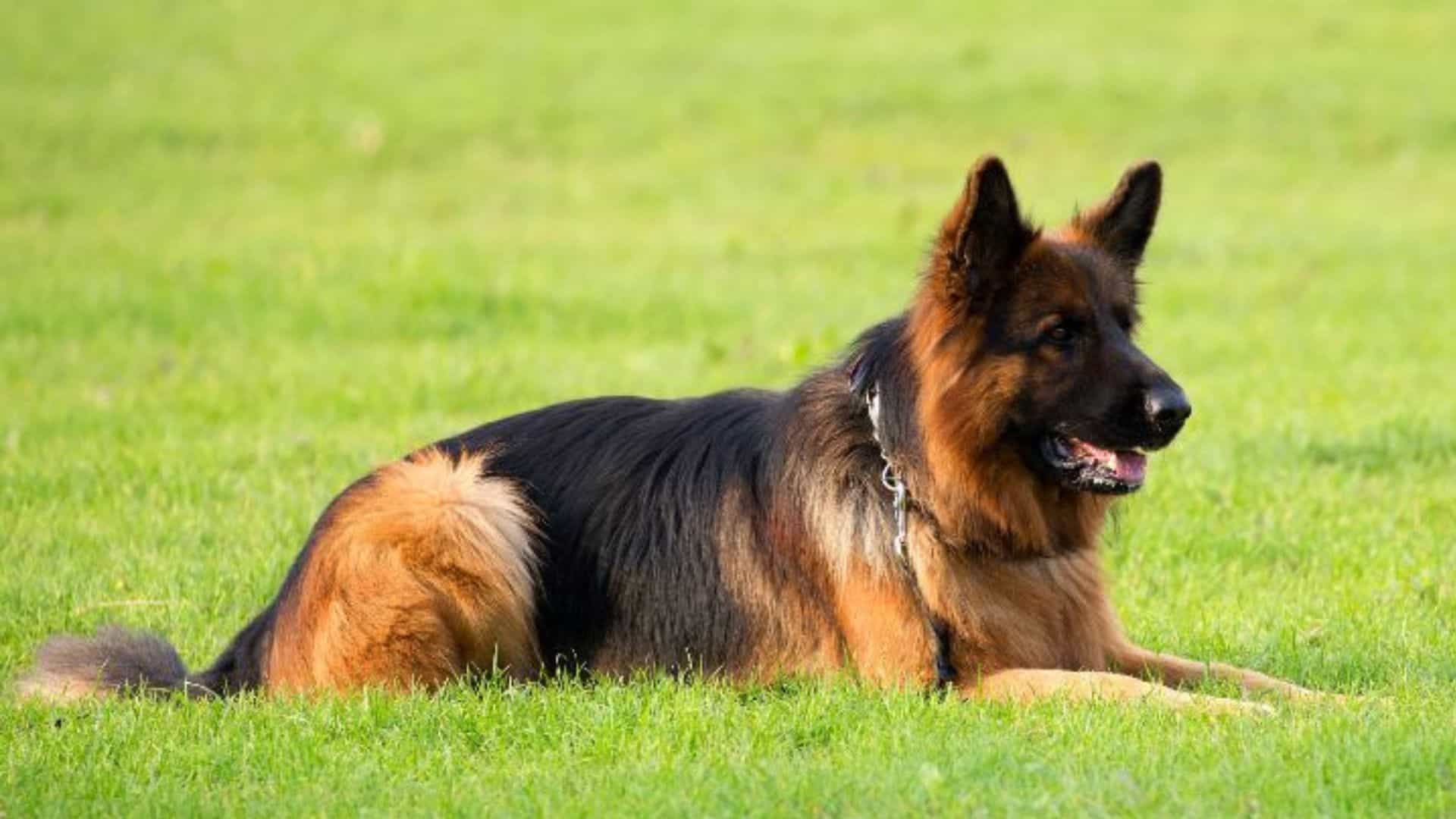 photo pf german shepherd on grass