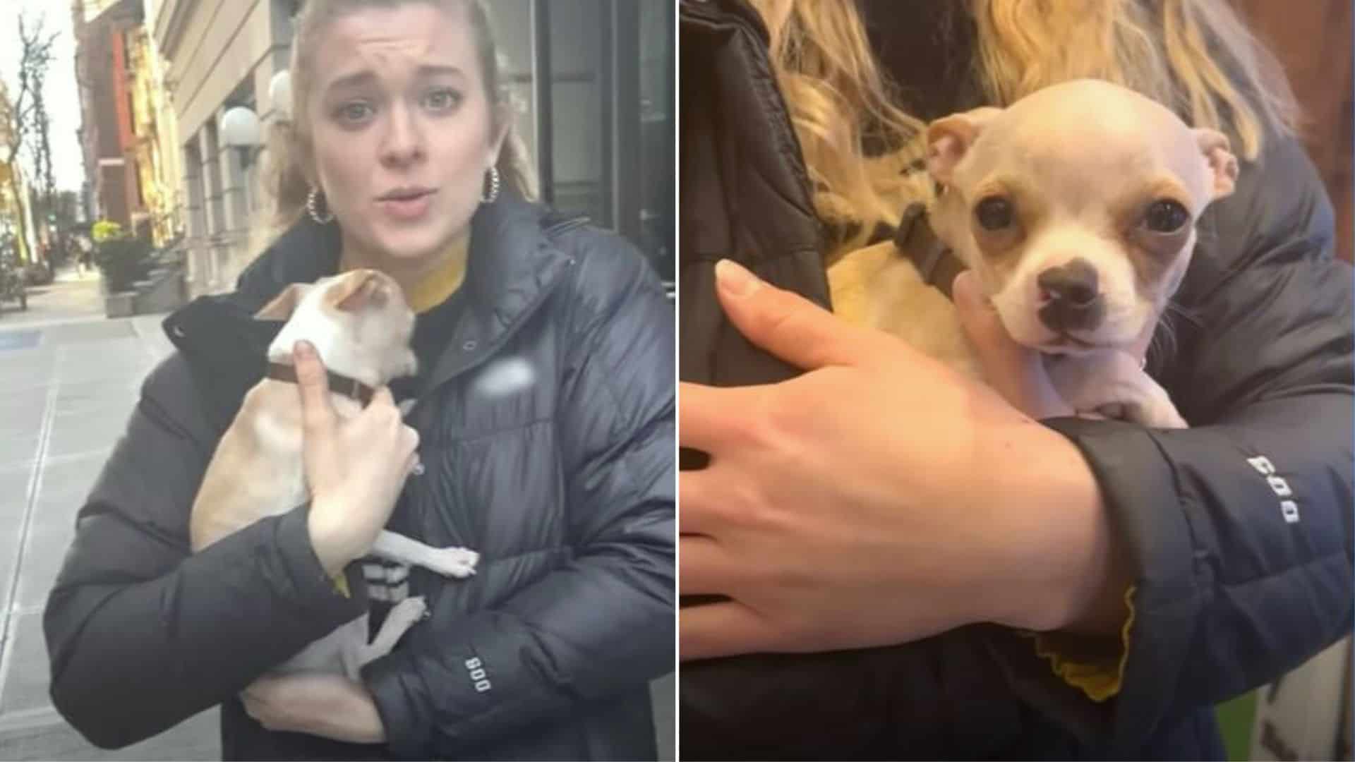 a woman holds the smallest pit bull in her arms