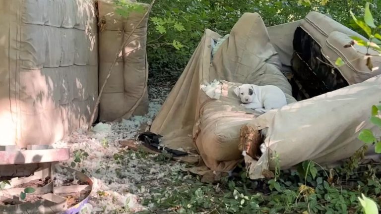 woman finds a puppy