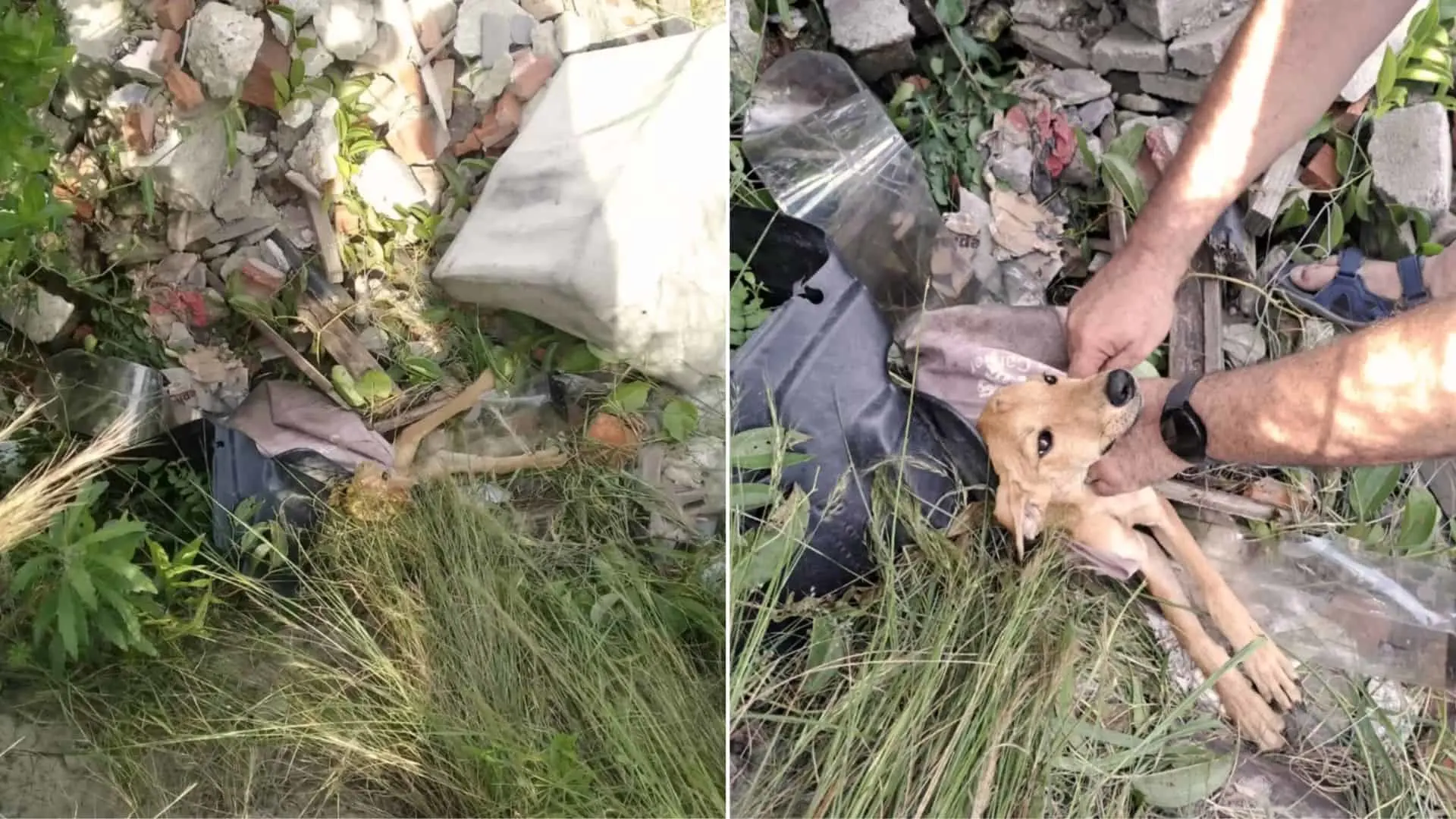 Pequeño cachorro cruelmente abandonado en una bolsa de plástico encontrada por una mujer de buen corazón