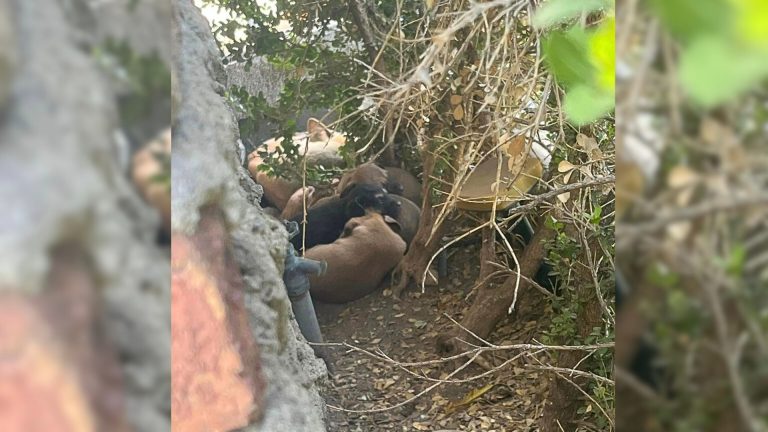 a woman finds a mother dog and her five puppies