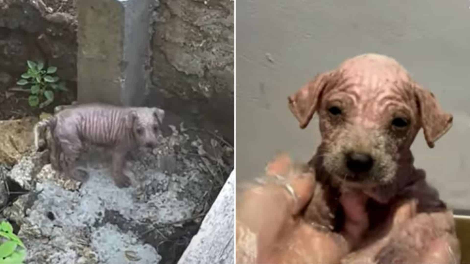 Hairless Dog Found In A Riverbed Completely Transforms Into A Brand New Girl