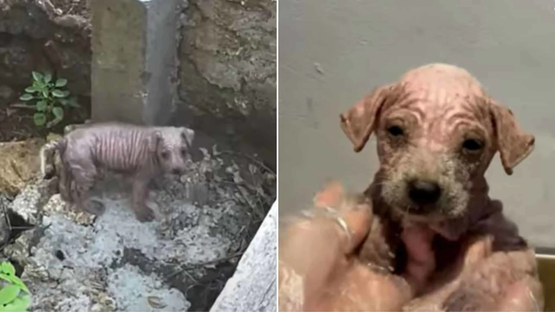 Después de ser salvado del lecho del río, un cachorro se transforma en un perro nuevo