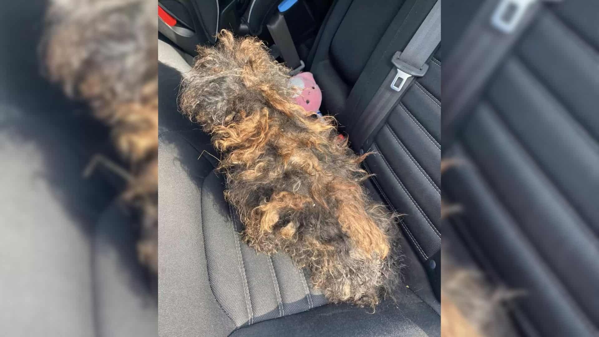 dog in a bad shape on a back seat of a car