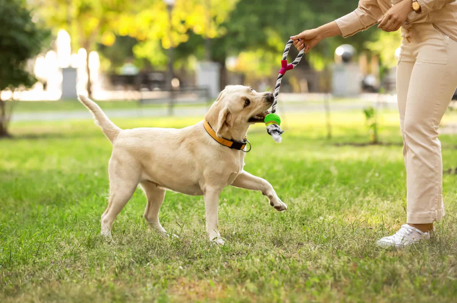 Woman playing with Labrador in park on summer day