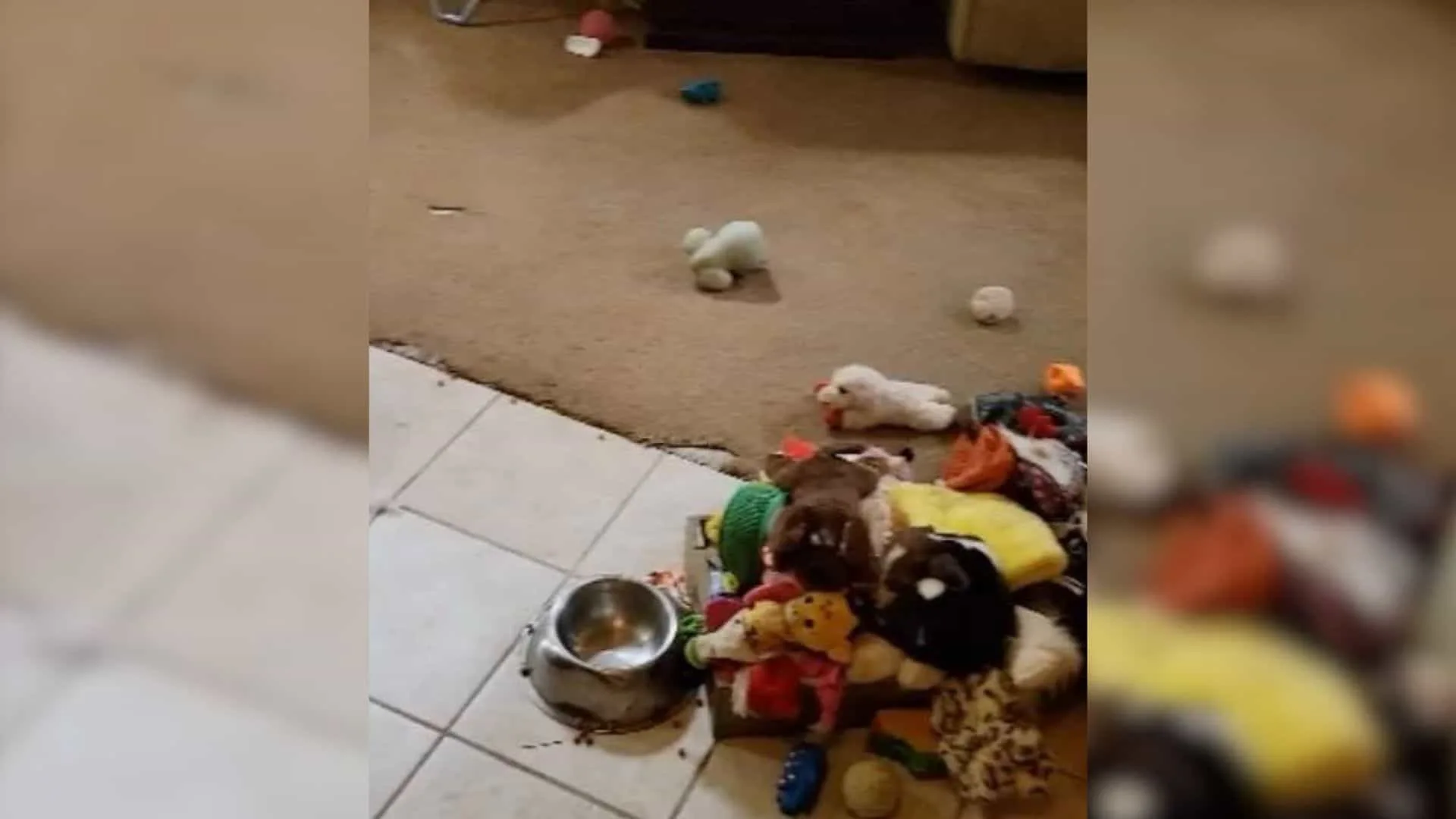 El lugar favorito para tomar una siesta de este pequeño perro te calentará el corazón