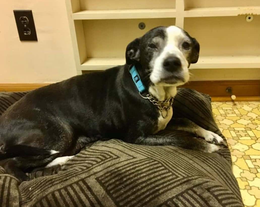 a black and white dog is lying on an armchair