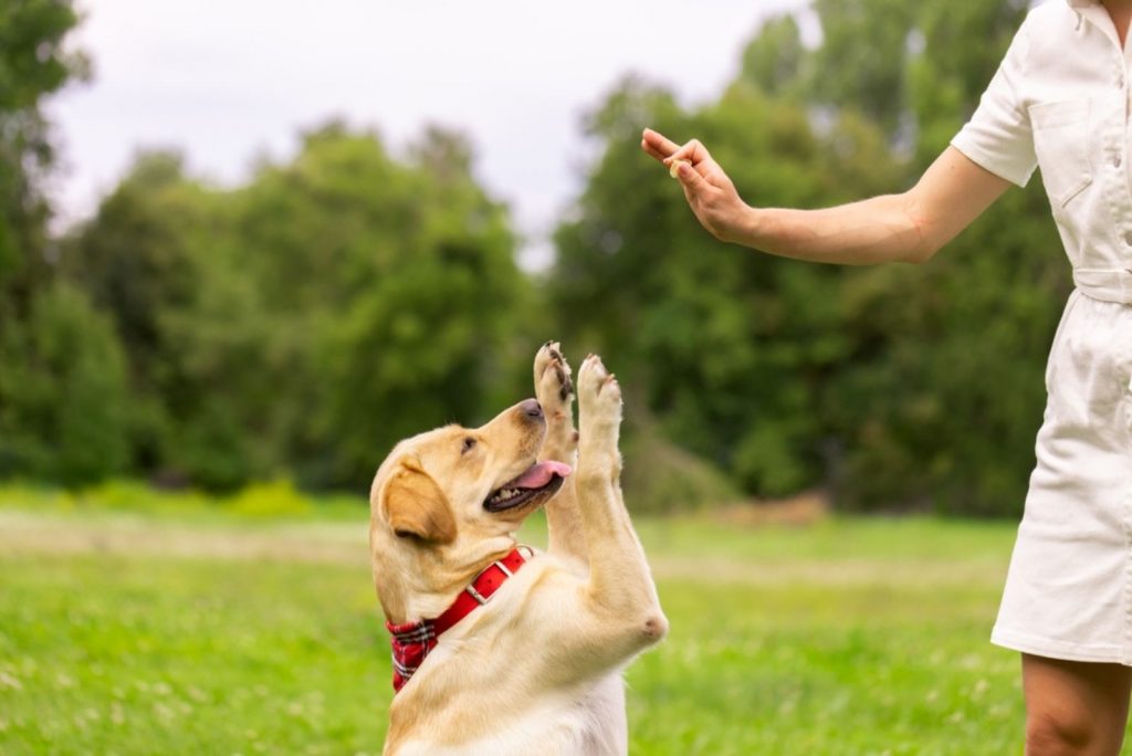 a cute dog on its hind legs is waiting for a treat