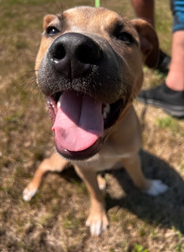 a dog with its tongue out is sitting on the grass