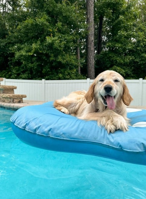 a golden retriever lies on a pillow on the water and laughs