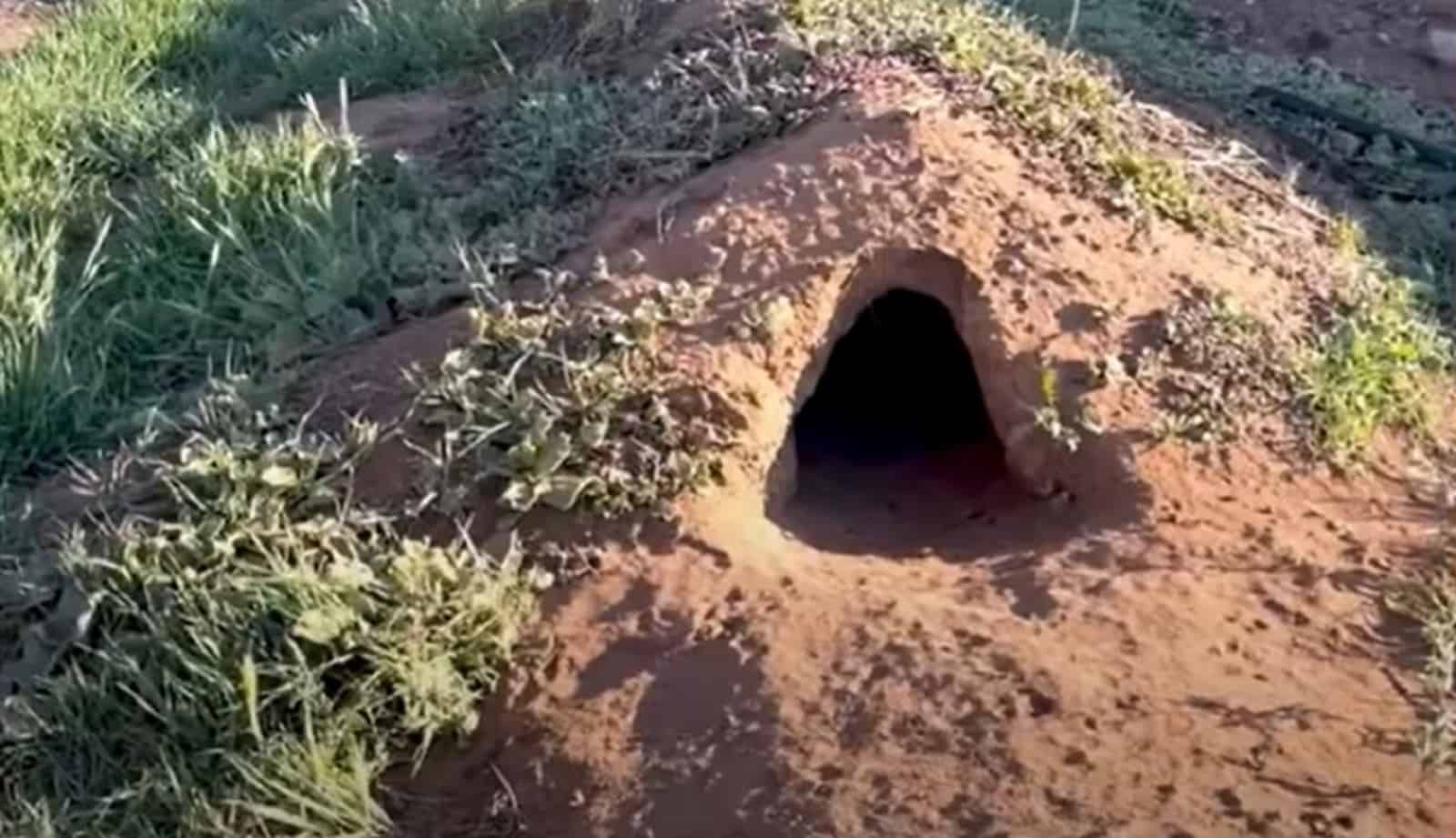 a hole in the ground in nature
