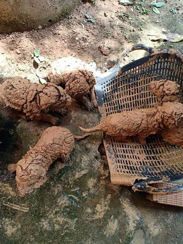 a litter of puppies covered in mud