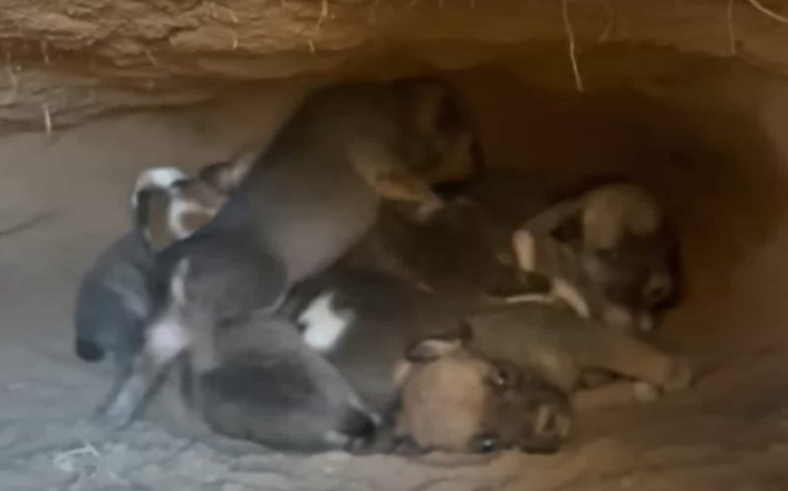 a lot of puppies lying in the hole in the ground