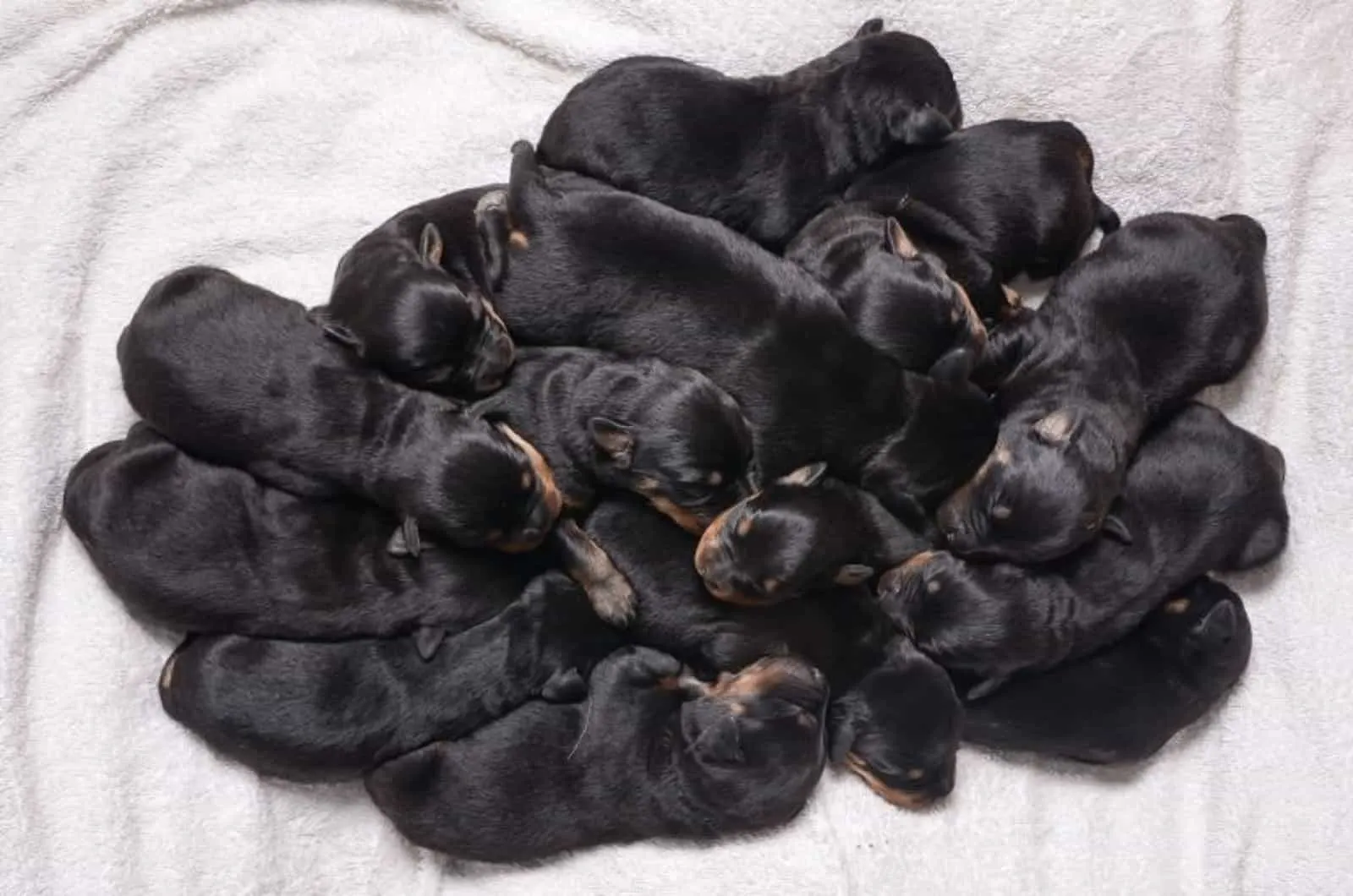 a lot of rottweiler puppies sleeping on a bunch