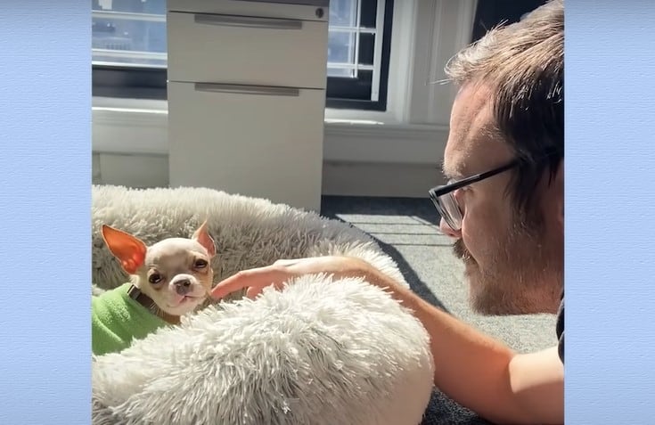 a man caresses the smallest pit bull lying on his pillow