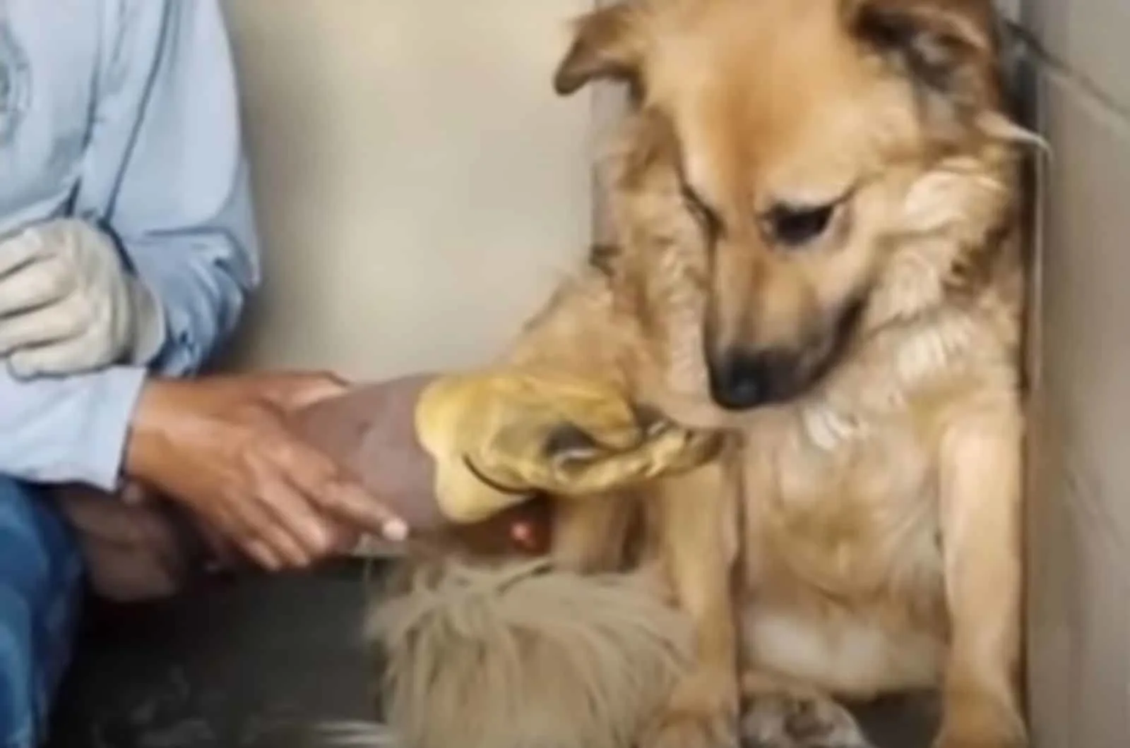 una persona alimentando a un perro usando un guante
