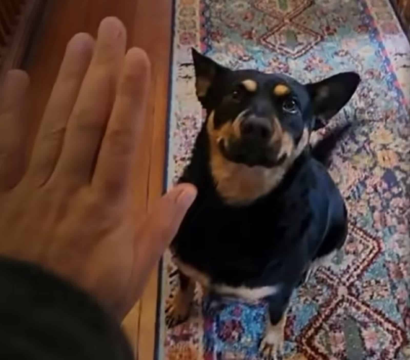 a person gives a five to a dog sitting on the carpet