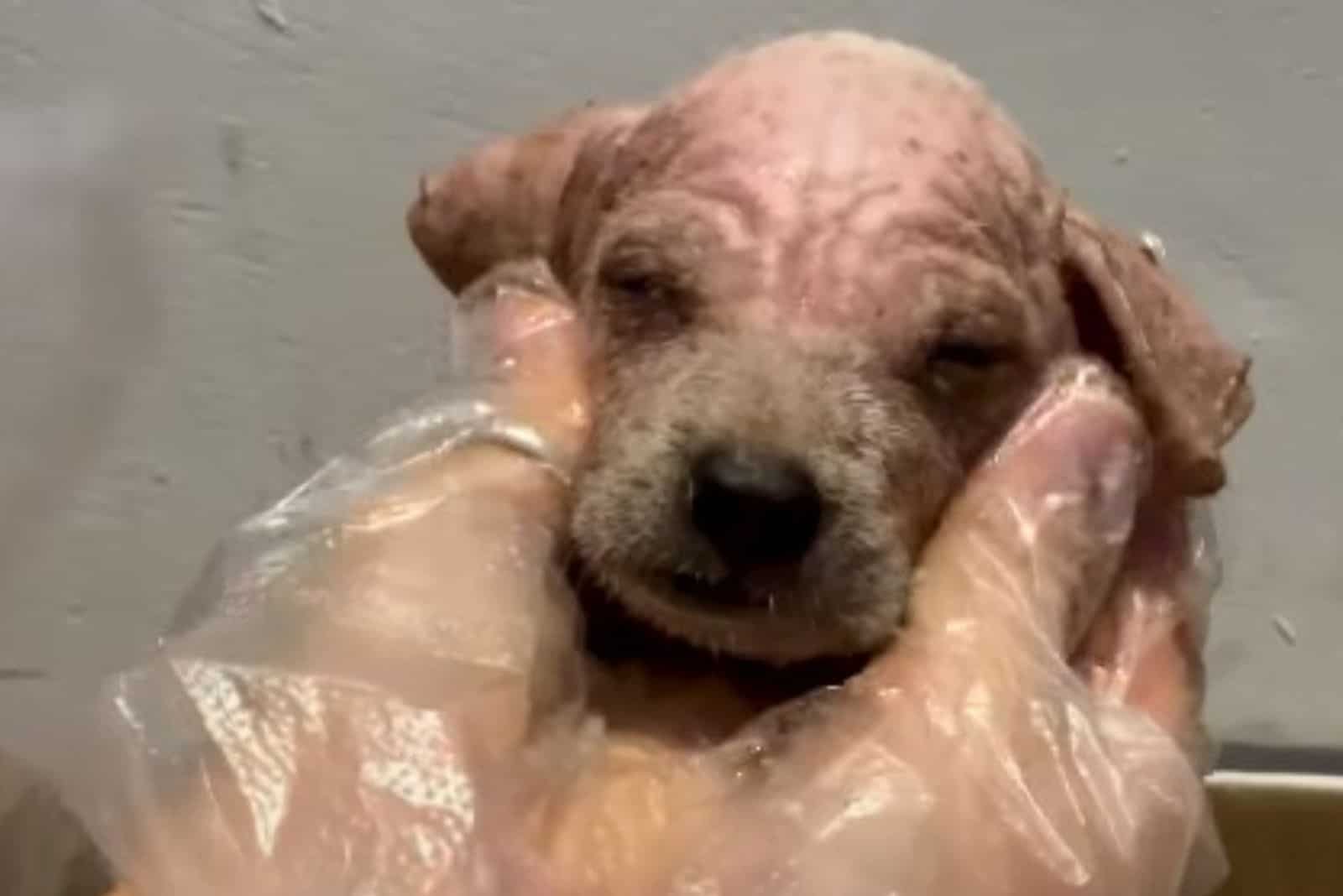 a person with gloves on hands holding poor puppy found in the riverbed