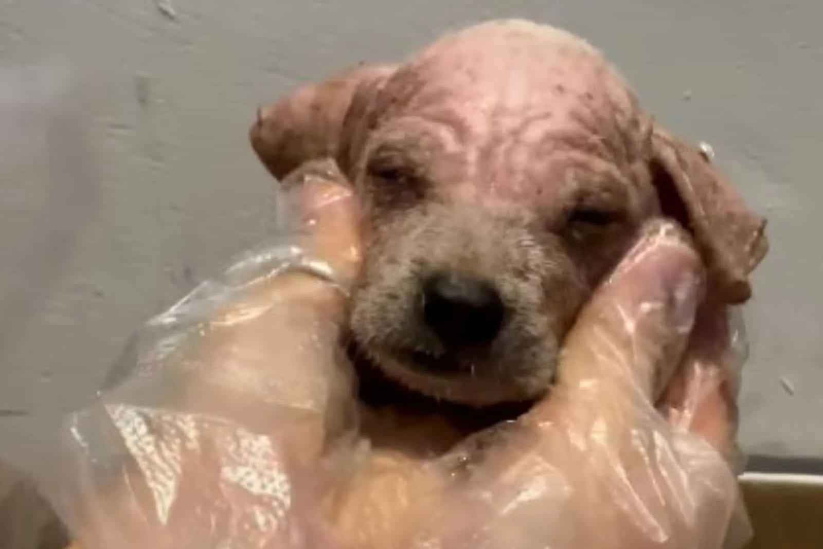 Una persona con guantes en las manos sosteniendo a un pobre cachorro encontrado en el lecho del río.