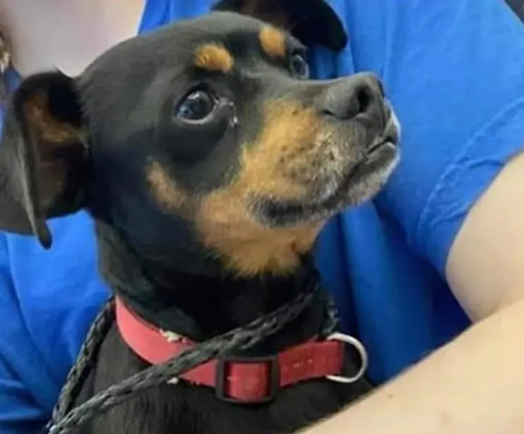 un perro triste llora