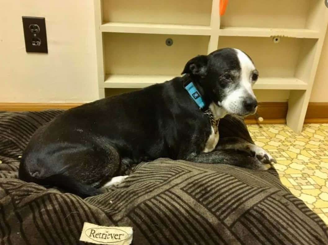 a sad dog is lying on a pillow