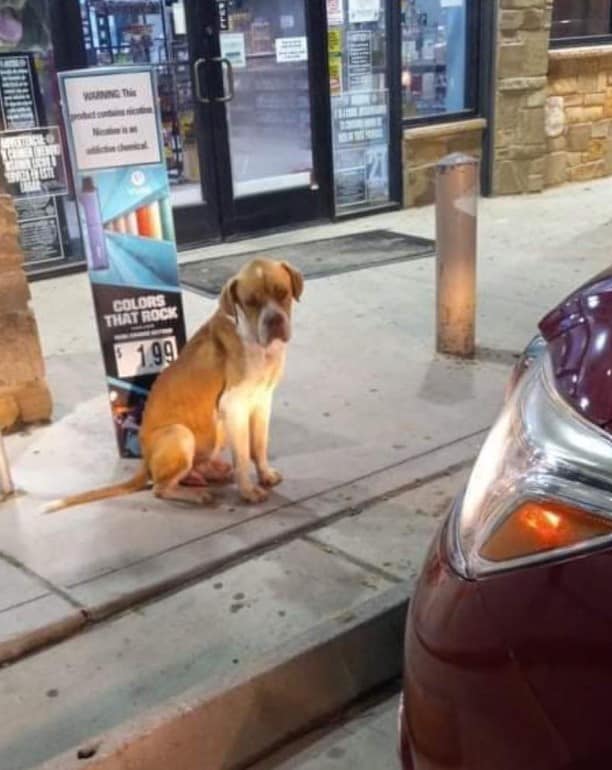 a stray dog sits on the sidewalk