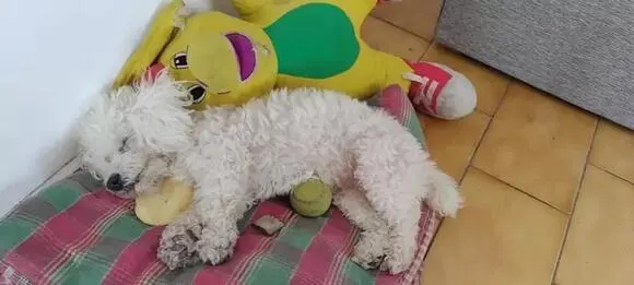 un perro blanco duerme sobre una manta en el suelo
