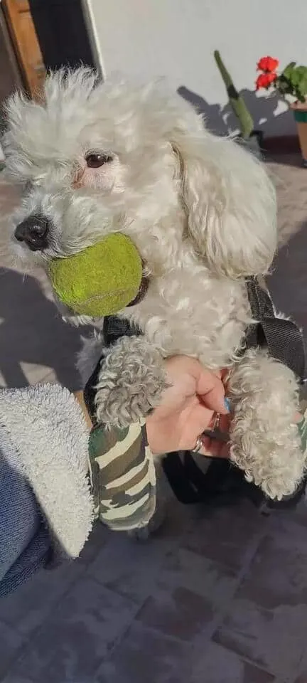 un caniche blanco con una bola verde en la boca